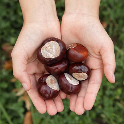 chestnuts